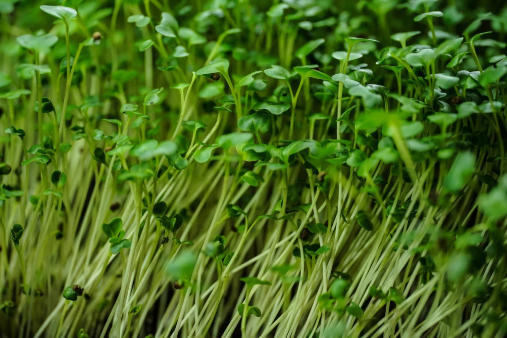 mikro brokoli zipagro
